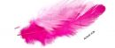 Click Here To View Petaloo Feathers